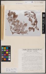 Foto von Salix caprea L. x Salix myrsinites L.